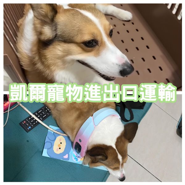 2024/10/14『上海』柯基犬與主人一起飛中國上海~~~